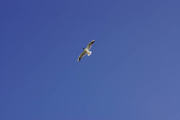 istock A white seagull flies in the blue sky with its wings spread wide 1218871875