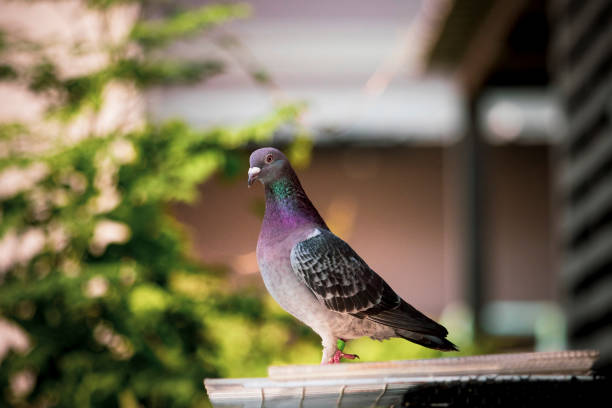 istock homing pigeion bird standing at sputnik trap 1218871939