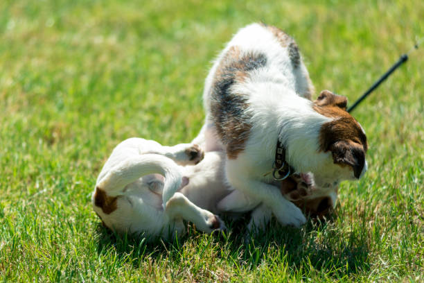 istock Jack Russells wrestling 1218873878