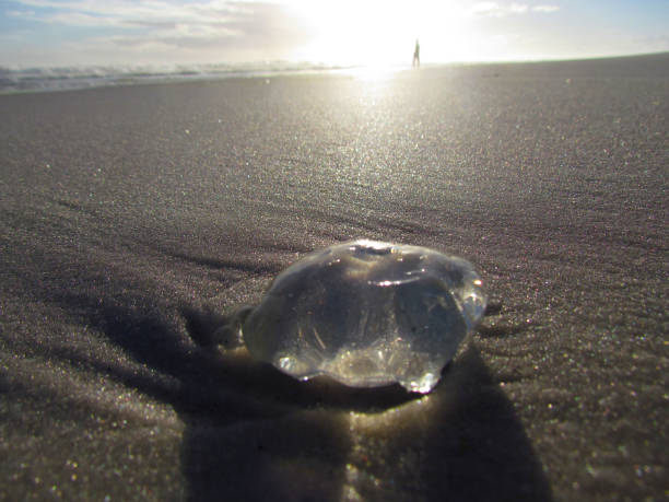 istock Jellyfish shining in the evening light 1218874207