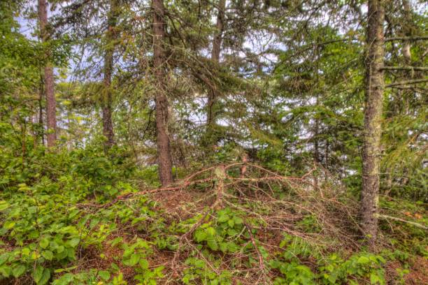 little american island é um sítio histórico no parque nacional voyageurs no norte de minnesota - voyagers - fotografias e filmes do acervo