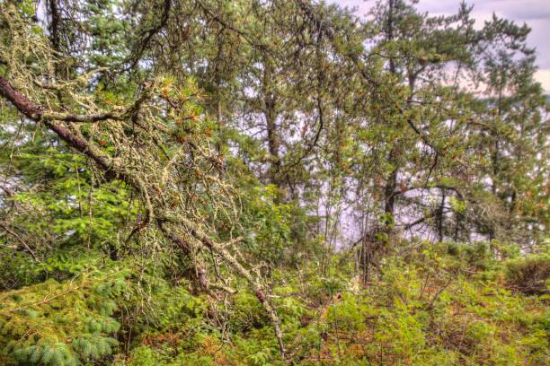 little american island is a historic site in voyageurs national park in northern minnesota - voyagers imagens e fotografias de stock