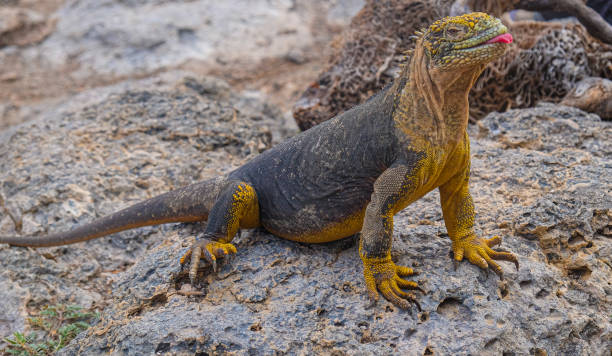 istock Land iguana, Galapagos Islands 1218875382