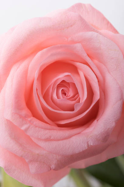 istock Close up of Pink colour roses 1218875991