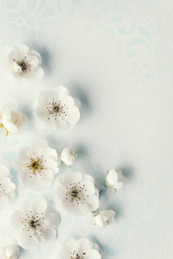 Rustic white wooden background with blossom corner.
