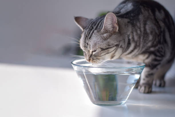 Cat drinking water Cat is drinking water while bathing in the sun cat water stock pictures, royalty-free photos & images
