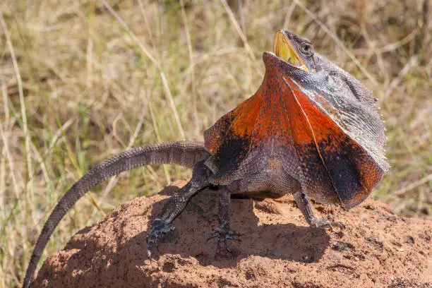 Frill-necked Lizard with frill extended