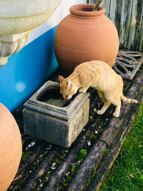 istock Cat in the field 1218881298