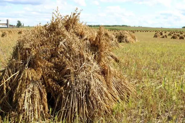 Photo of Old way of stooking sheaves of grain  to dry in field done by Mennonites