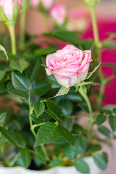 istock View of beautiful pink rose flower. 1218886283
