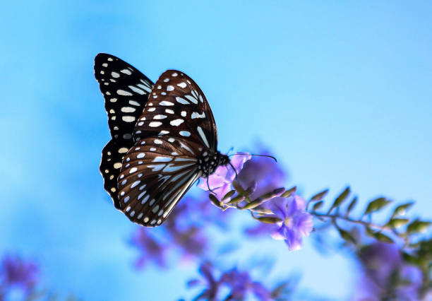 istock Black and blue butterfly on a flower 1218887149