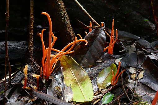 Flame Fungus (Clavulinopsis sulcata), Sub-tropical Rainforest, Northern Rivers, NSW, Australia