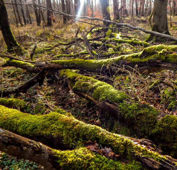 istock In the forest of Talkau 1218888015