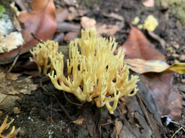 istock Yellow branched Coral Fungus 1218888078