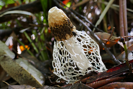 Stinkhorn Fungus (Phallus indusiatus), Sub-tropical Rainforest, Northern Rivers, NSW, Australia