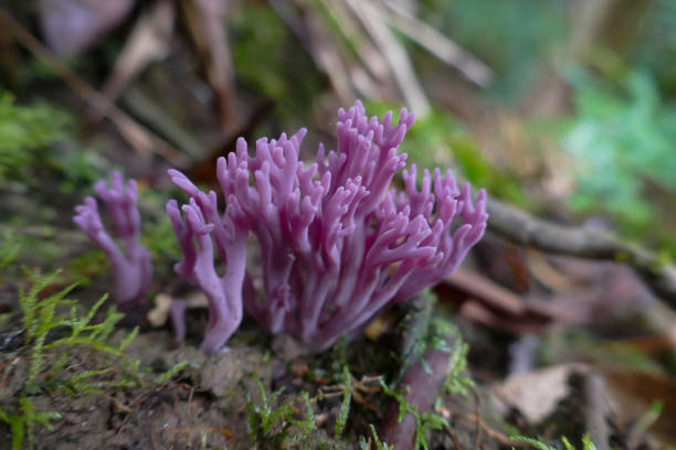istock Violet Coral Fungus 1218888863