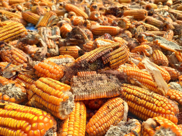 corn rot,The fungi A. flavus and A. parasiticus producer of mycotoxin in corn used for food and animal feed in storage. stock photo