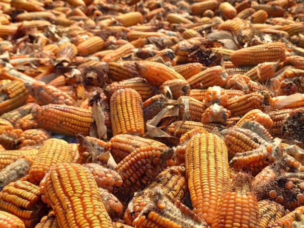 corn rot,The fungi A. flavus and A. parasiticus producer of mycotoxin in corn used for food and animal feed in storage. stock photo