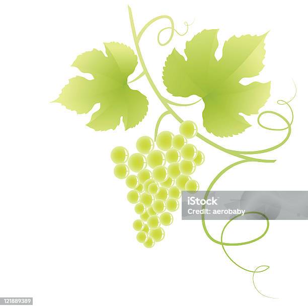 Красивый Зеленый Виноград Лоза — стоковая векторная графика и другие изображения на тему Без людей - Без людей, Белый, Белый фон