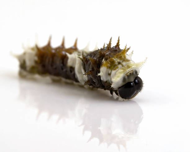 istock Studio Image Of A Caterpillar Macro Photography 1218894459