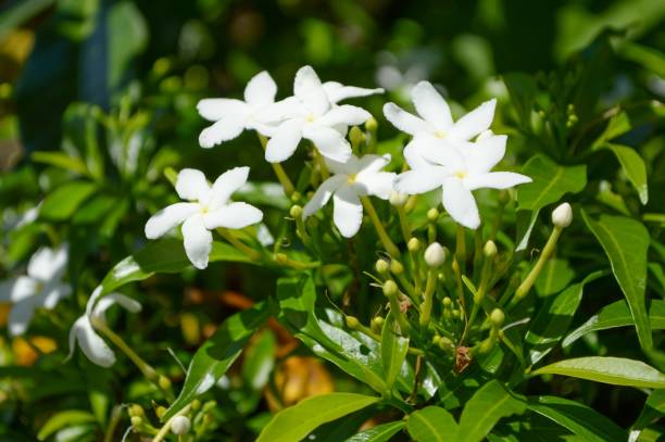istock Inda white flower in garden 1218896059