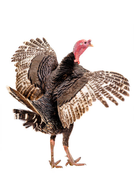 spread wings turkey isolated on white spread wings turkey isolated on white background rooster open wings stock pictures, royalty-free photos & images