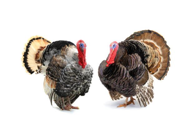 istock Bronze and grey turkey isolated on a white 1218896126