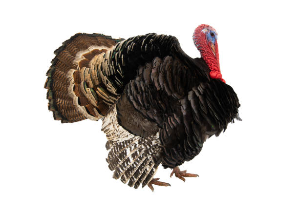 istock Bronze turkey isolated on a white background 1218896128
