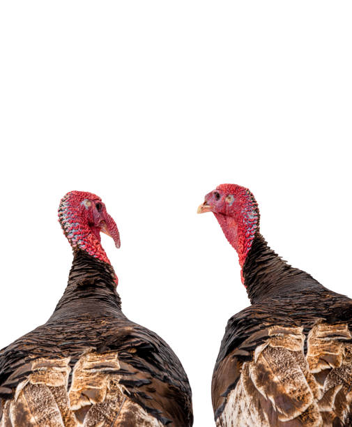 istock portrait two bronze turkey isolated on a white background 1218896150