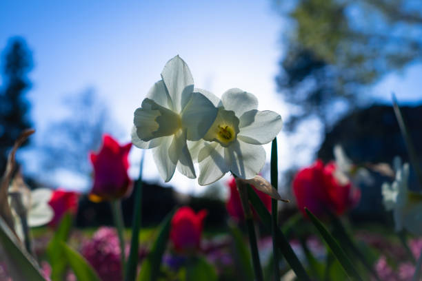 White and red flowers in back light with trees and sky in the background, taken in springtime.