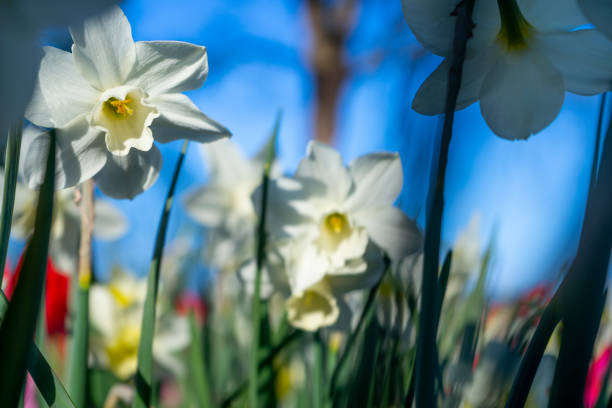 A bright spring day in Denmark, showcasing a grassy field with vibrant yellow Eranthis hyemalis and white Galanthus flowers growing beneath bare trees and blue skies, emphasizing the beauty of nature's rebirth.