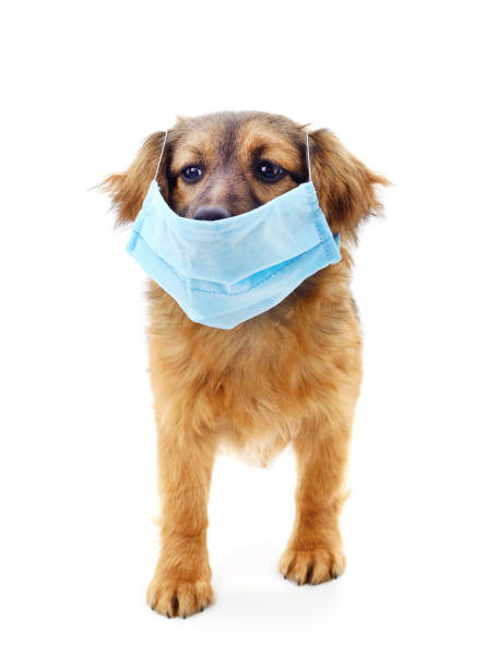 istock Dog in medical mask. 1218897382