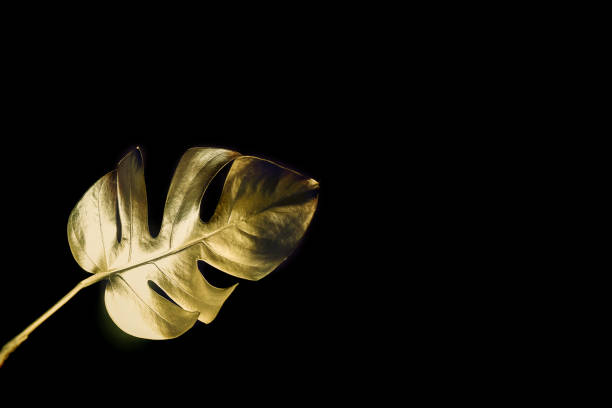 istock Gold leaf monstera isolated on a black background. Trendy design. Minimalism 1218897487