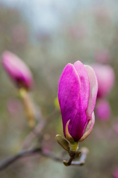 istock Pink magnolia flower bud on a tree branch. Spring flowering. Soft focus. Floral texture. 1218897505