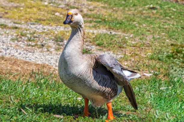 istock View of brown goose, standing on the meadow 1218899419