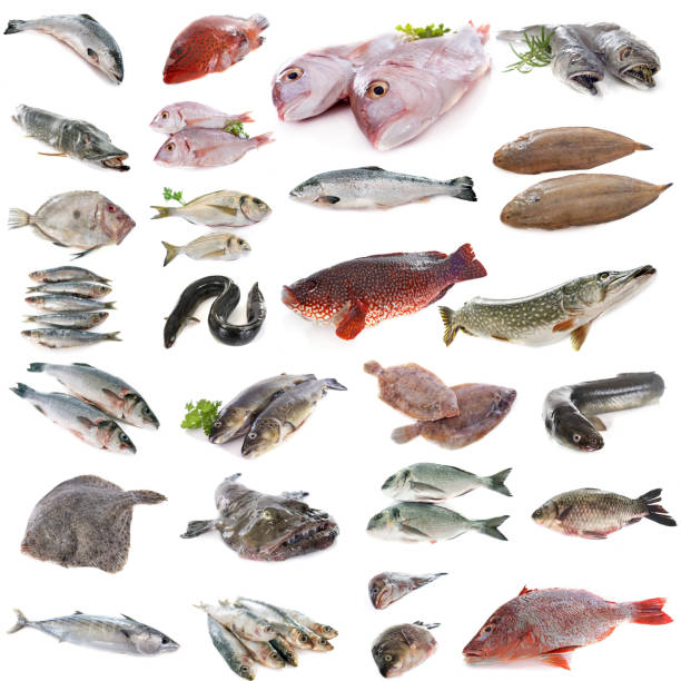 istock composite picture of fish 1218899566