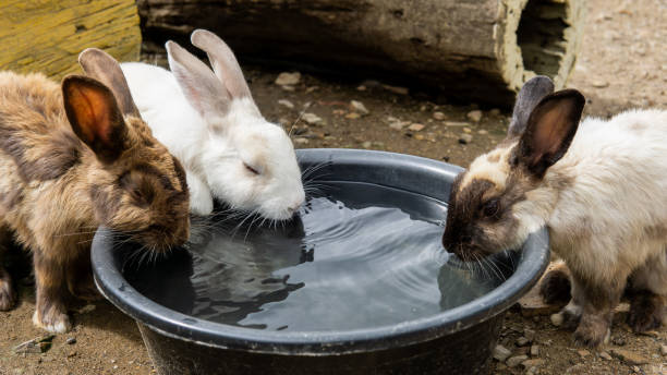 drei kaninchen trinken an den heißen tagen wasser im becken. - nutztier oder haustier stock-fotos und bilder