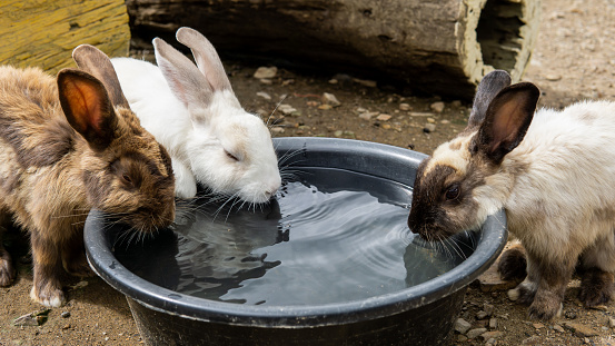 Three rabbits drinks water in the basin during the hot days.