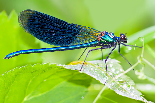 A Dragonfly sitting on a lily pad in a summer garden.