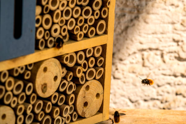insect hotel with European orchid bees