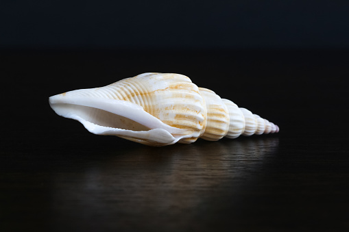 Close up view of Doxander vittatus (sometimes called Strombus), also known as vitate conch, conch shell on the black background. It's a species of medium-sized sea snail, a marine gastropod mollusk.