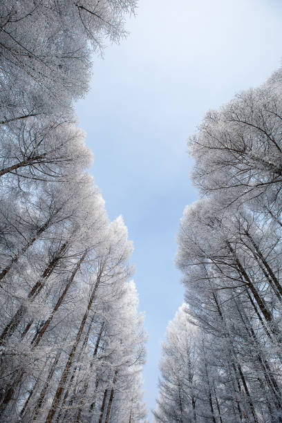 istock big snow trees and blue sky 1218901547