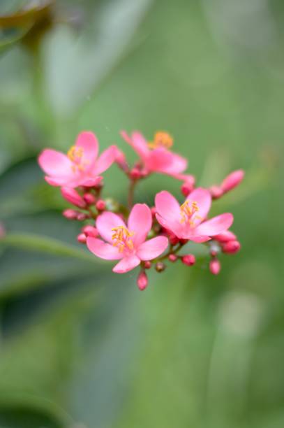 istock Jatropha integerrima flower in nature garden 1218901635