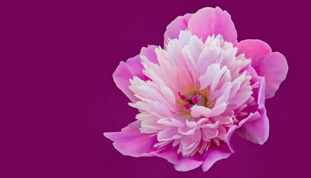 istock Pink peony flower close-up on a purple background 1218901793