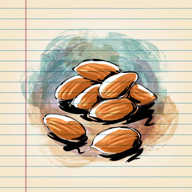 Vector illustration of Almonds Drawing on Ruled Paper