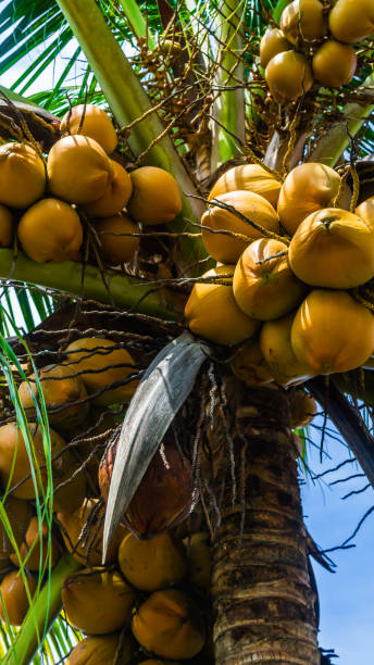 istock Fresh green yellowish coconut on the tree, coconut cluster on coconut palm tree with clear blue sky as background. 1218901837