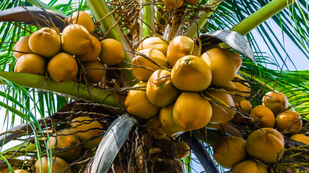 istock Fresh green yellowish coconut on the tree, coconut cluster on coconut palm tree with clear blue sky as background. 1218901849