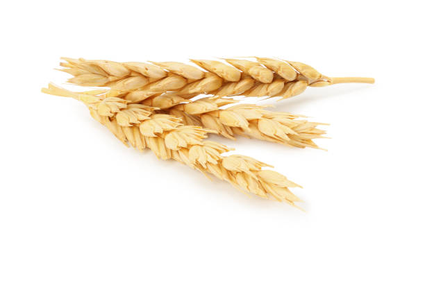 istock spikelets of wheat isolated on white background. 1218902637