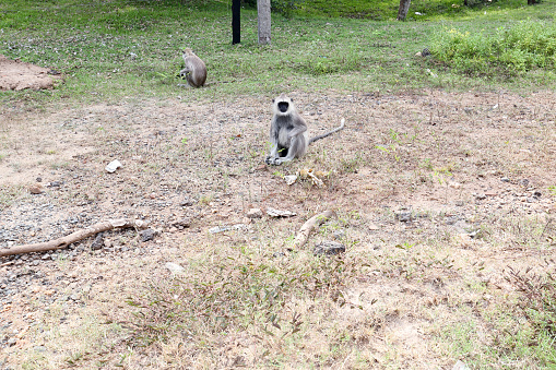 Tufted gray langurs