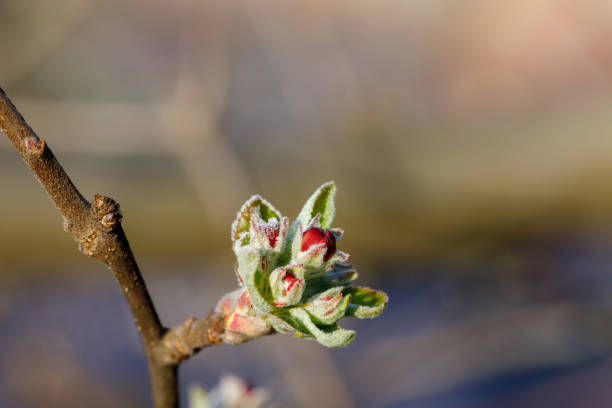 Unexpected weather. Changing of the climate. Spring flowering with frost. Damaged crop.